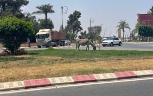 الحمار البطل